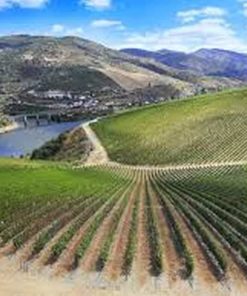 Weine aus Portugal