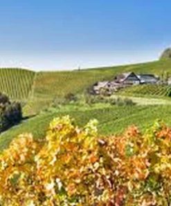 Weine aus Österreich